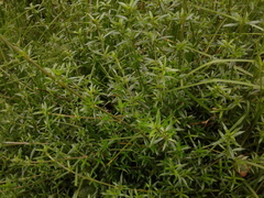 Galianthe bogotensis