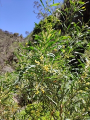 Acacia provincialis