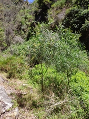 Acacia provincialis