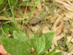 Hogna bivittata