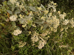 Ageratina asclepiadea