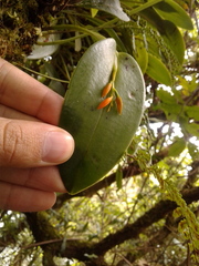 Acianthera casapensis