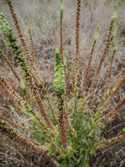 Rumex transitorius