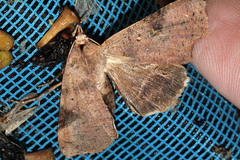 Avatha discolor