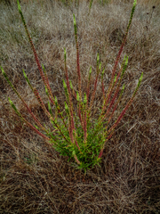 Rumex transitorius