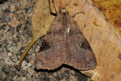 Avatha discolor