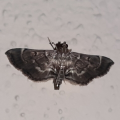 Cryptobotys zoilusalis