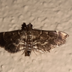 Cryptobotys zoilusalis