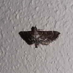 Cryptobotys zoilusalis