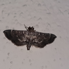 Cryptobotys zoilusalis