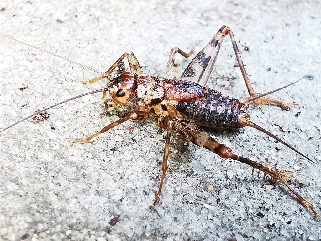 Petaloptila
