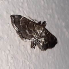 Cryptobotys zoilusalis