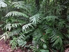 Zamia fairchildiana