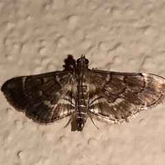 Cryptobotys zoilusalis