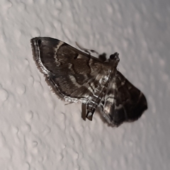 Cryptobotys zoilusalis