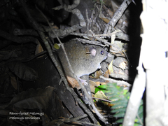 Melomys cervinipes