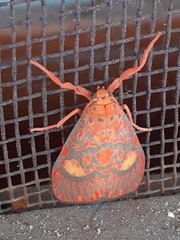 Ammatho cuneonotatus