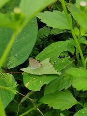 Euchrysops cnejus cnejus