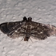 Cryptobotys zoilusalis