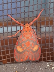 Ammatho cuneonotatus