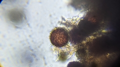 Elaphomyces granulatus