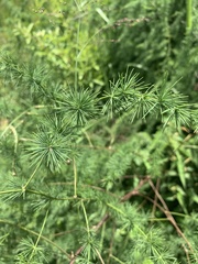 Asparagus cooperi