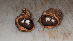 Elaphomyces granulatus