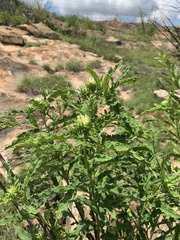 Baccharoides adoensis