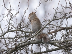 Sciurus carolinensis