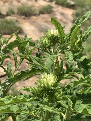 Baccharoides adoensis