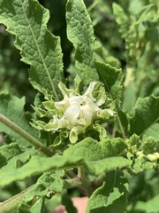 Baccharoides adoensis