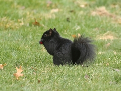 Sciurus carolinensis