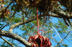 Tillandsia roland-gosselinii