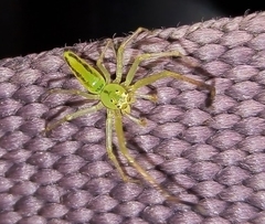 Lyssomanes pauper