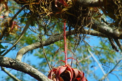 Tillandsia roland-gosselinii