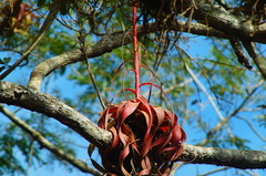 Tillandsia roland-gosselinii