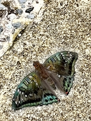 Euthalia adonia pinwilli