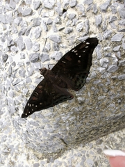 Euthalia adonia pinwilli