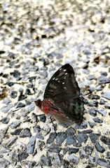 Euthalia adonia pinwilli