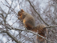 Sciurus niger