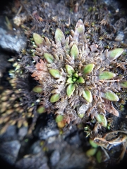 Plantago triandra