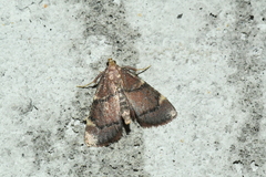 Hypsopygia thymetusalis