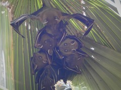 Cynopterus sphinx