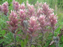 Castilleja parviflora parviflora