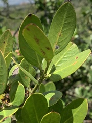 Acokanthera rotundata