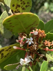 Acokanthera rotundata