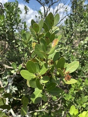 Acokanthera rotundata