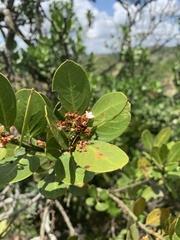 Acokanthera rotundata