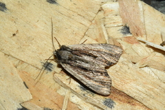 Apamea verbascoides