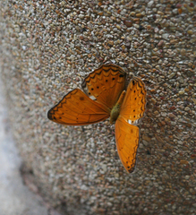 Cirrochroa tyche mithila